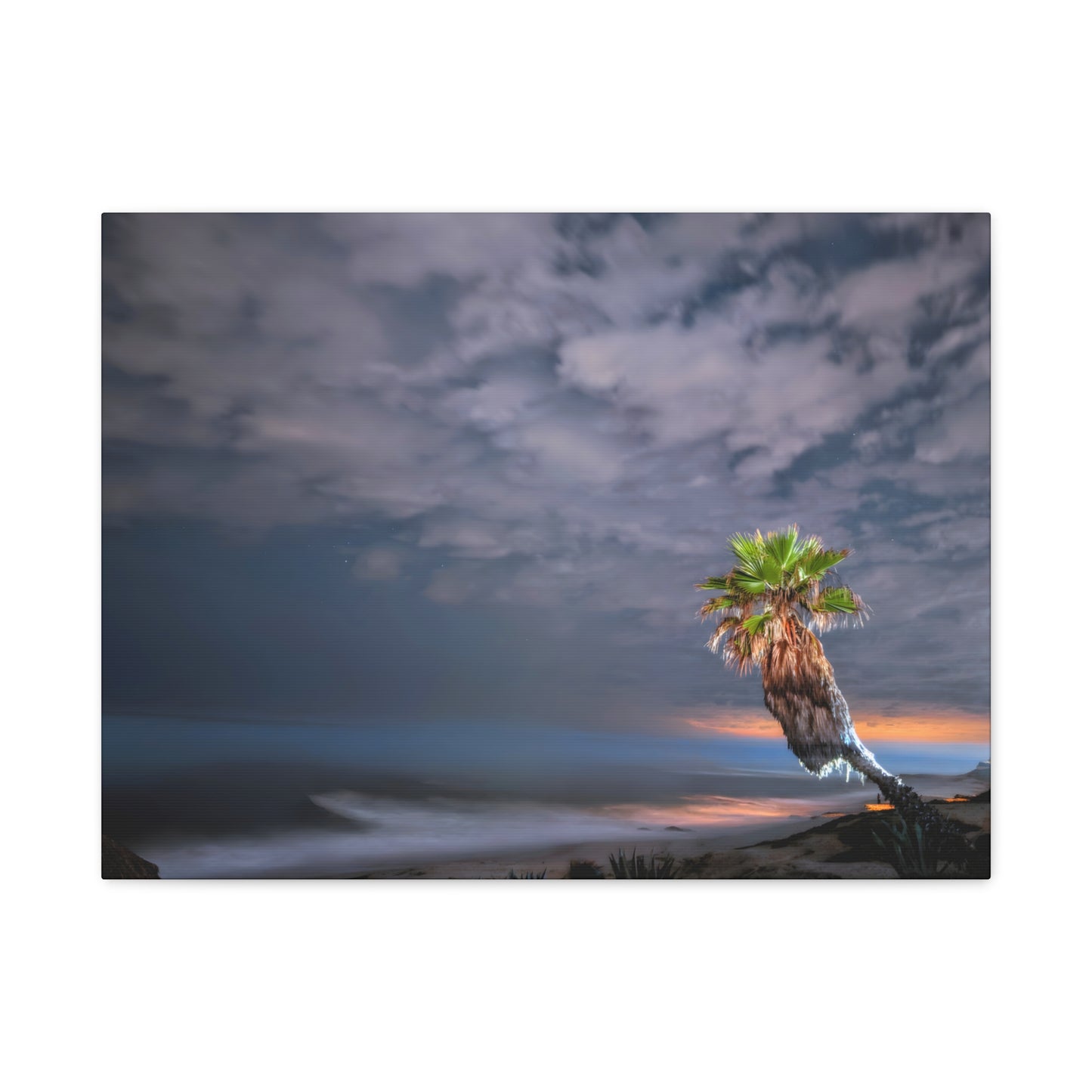 Midnight Palm - Canvas Print