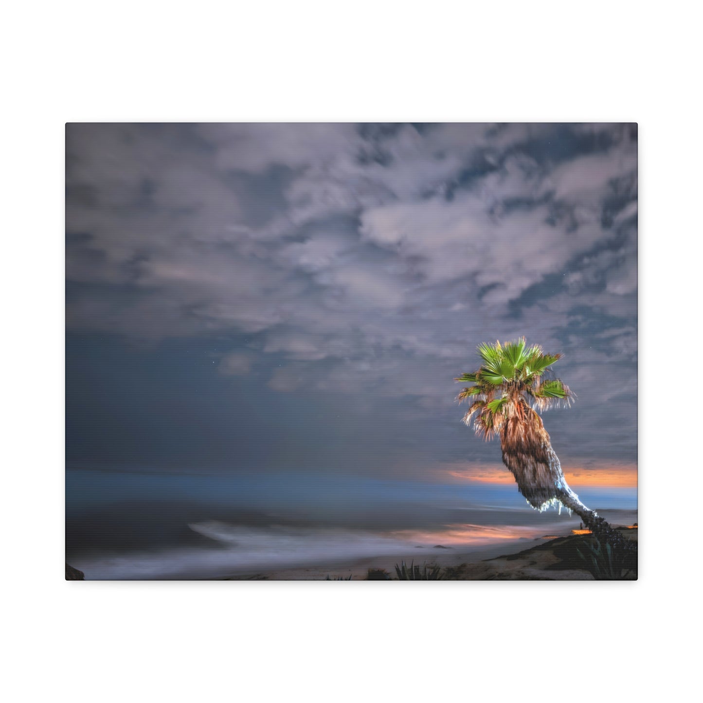 Midnight Palm Canvas Wall Art Print