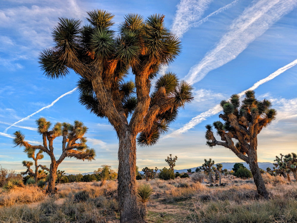 Canvas Prints: California Desert