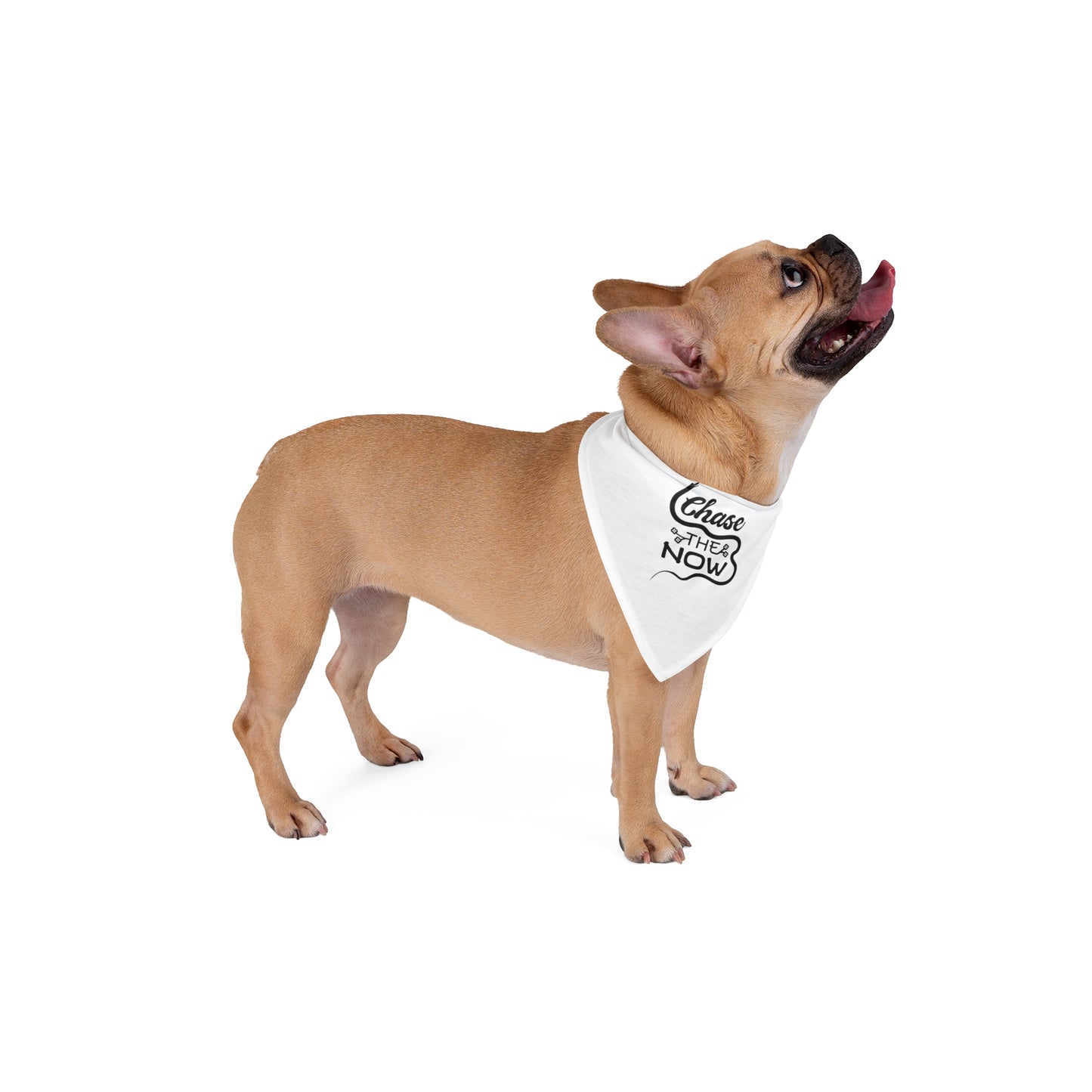 Chase the Now - Pet Bandana