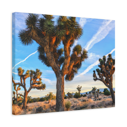 Joshua Trifecta Canvas Wall Art Print