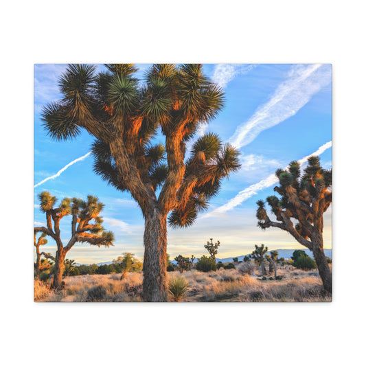 Joshua Trifecta Canvas Wall Art Print
