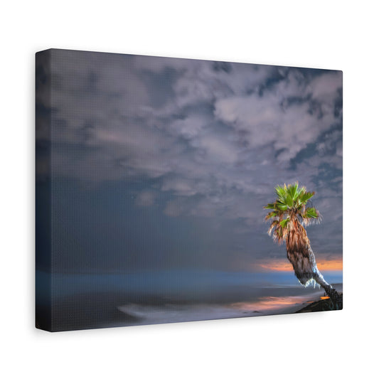 Midnight Palm Canvas Wall Art Print