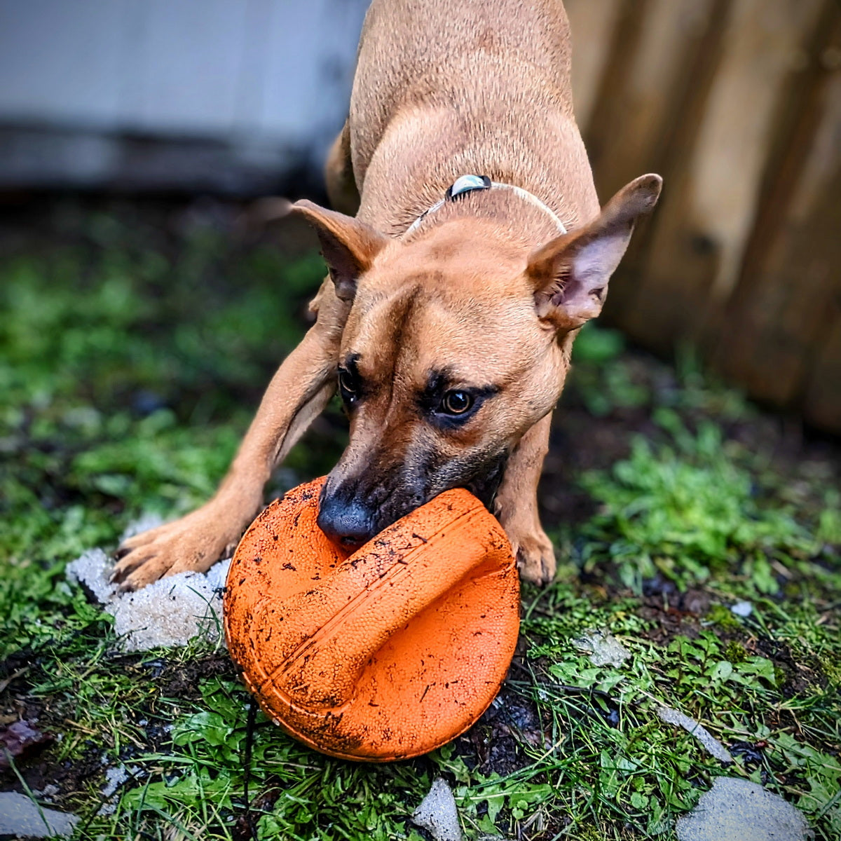 Dog Drop-In Visit